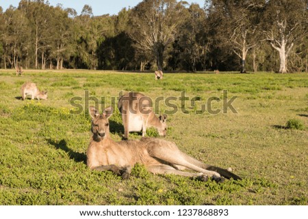 Kangaroo at Coombabah Reserve