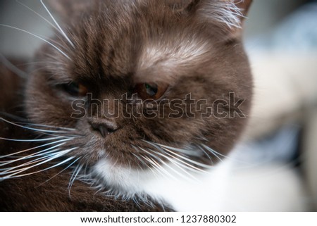 Cute british short-hair cat with copper eyes