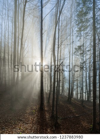Mysterious Forest, Sun shining through fog with beautiful light rays