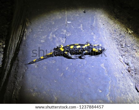 Closeup Detail Macro Picture of a Black and Yellow Salamander Lizard