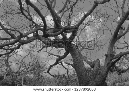 Branches of trees in the forest,