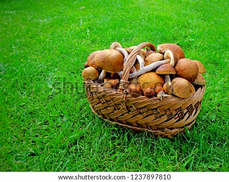 Wicker basket of raw mushrooms on green grass meadow. Autumn penny bun mushrooms healthy food. Edible forest red mushrooms, close up in wooden basket. Searching organic mushrooms vegetarian concept