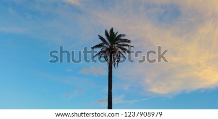 Palm Tree Sunshine 