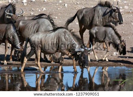 Blue Wildebeest (Connochaetes albojubatus) at a waterhole in Etosha National Park, Namibia. Royalty-Free Stock Photo #1237909051