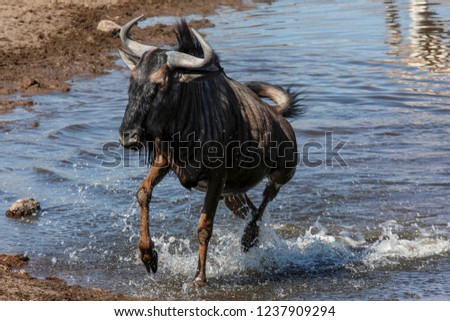 Blue Wildebeest (Connochaetes albojubatus) splashing through a waterhole in Etosha National Park in Namibia Royalty-Free Stock Photo #1237909294