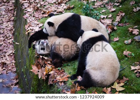 Three pandas playing with each other