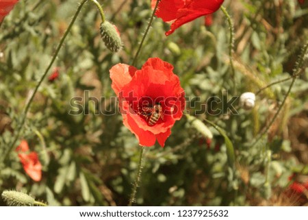 Beautiful red poppy with a bee on the side of the road