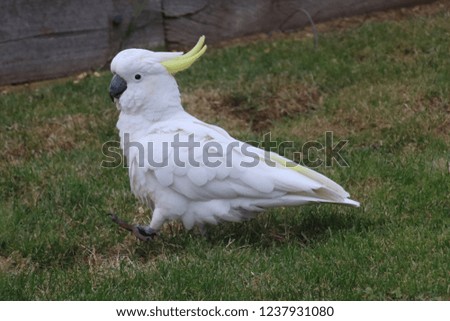 cockatoos have flown in for their daily feed