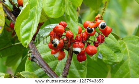 Guarana shrubs with fruits (Paullinia cupana). Sapindaceae family.
Maués, Amazon - Brazil.


 Royalty-Free Stock Photo #1237943659