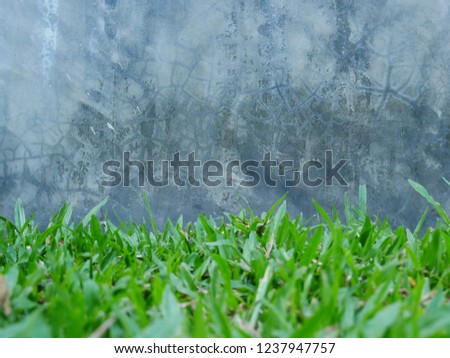 Concrete wall and green leaves background,abstract cement wall