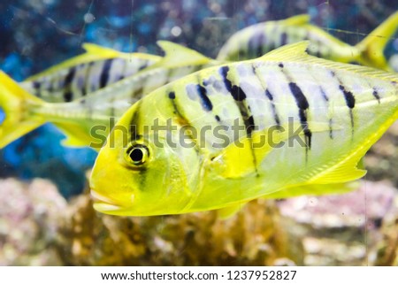 Golden trevally, large marine fish , distributed throughout the tropical and subtropical waters of the Indian and Pacific Oceans.