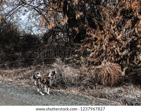 Dog hunting dirt road