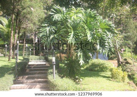 Palm trees in Mae Rim district, Chiang Mai province, Thailand.