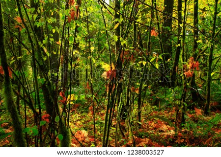a picture of an exterior Pacific Northwest forest with Vine maple trees in fall