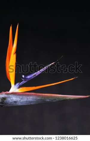 a picture of a fairytale flower resembling a paradise bird flower