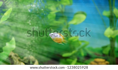 Fish under the bright rays of the sun.Orange fish among the bubbles in the aquarium. Cichlasoma severum, cichlid.