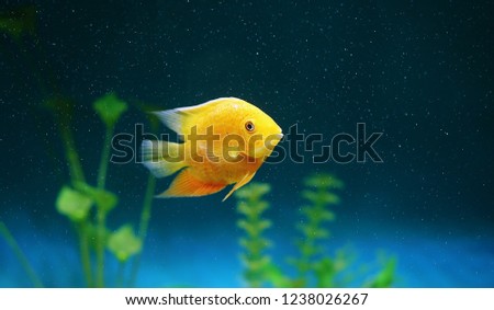 Orange fish among the bubbles in the aquarium. Cichlasoma severum, cichlid.