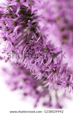 cute and beautiful purple Allium flower picture