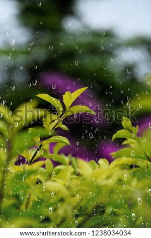 Drops of water on the mirror outside  the window  with leaf of Golden dewdrop, Pigeon berry, Sky flower. Yellow and green leaves on blurred background in the park.