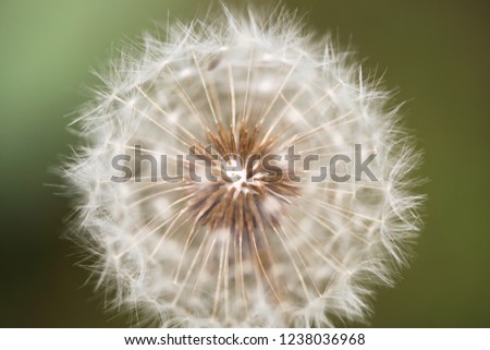 A picture of a beautiful white dandelion flower.