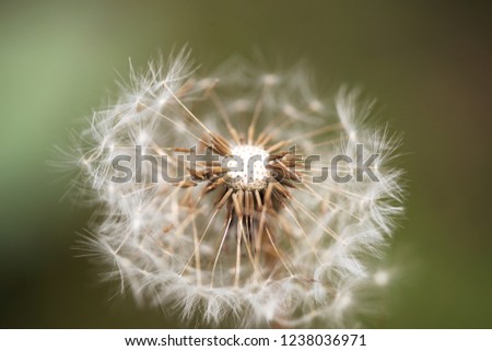 A picture of a beautiful white dandelion flower.
