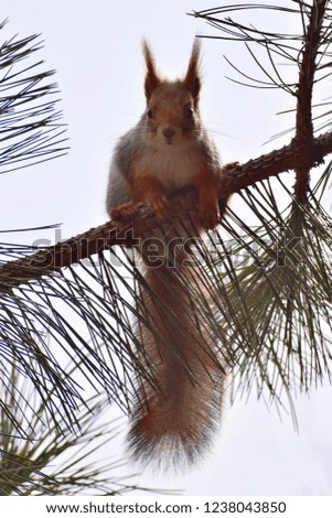 Portrait of autumn fluffy squirrel Sciurus vulgaris with long ears sitting in the autumn on a pine branch in the foothills of the North Caucasus                               