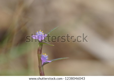 Cyanotis arachnoidea or white grass of the dew