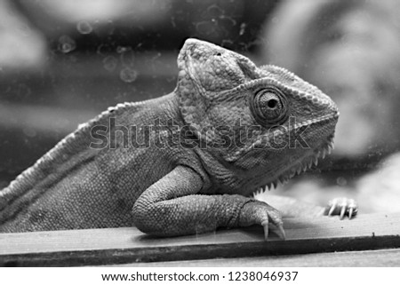 black and white chameleon picture