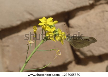 butterfly on yellow flower.