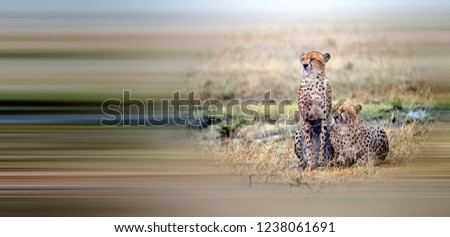 Beautiful african cheetah