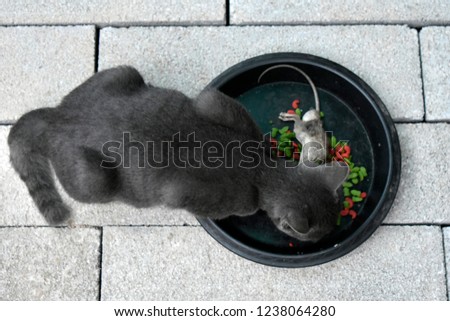 Cute little black cat with rat and cat food in a tray of food on a gray brick floor.