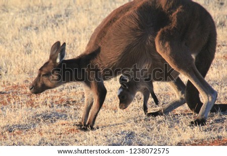 Mother kangaroo with joey riding in pouch ambling through stubble