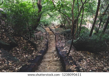 Forest stairway in Sri Lanka. Walking down from the Pidurangala Rock.