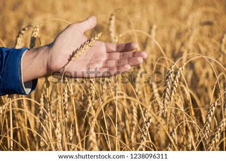 A man in a field of wheat touched by the hand of spikes in the sunset light. Close Up of Male Farmer Walking Through Field Checking Wheat Crop In Field. Cereal farming. Harvest, harvesting concept.  