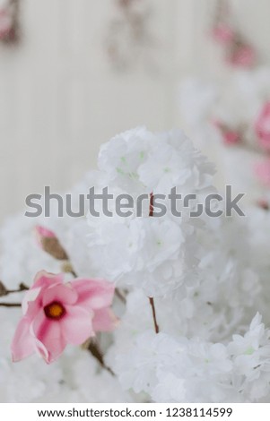 Magnolia flowers in the interior. Interior with flowers in vases. White interior of studio with white and pink flowers for photo shooting