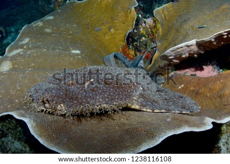 Carpet shark, diving in Raja Ampat, Indonesia.