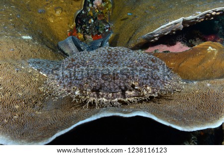 Carpet shark, diving in Raja Ampat, Indonesia.