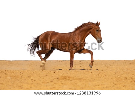 Red Horse gallops through the sand into the pen, without people.