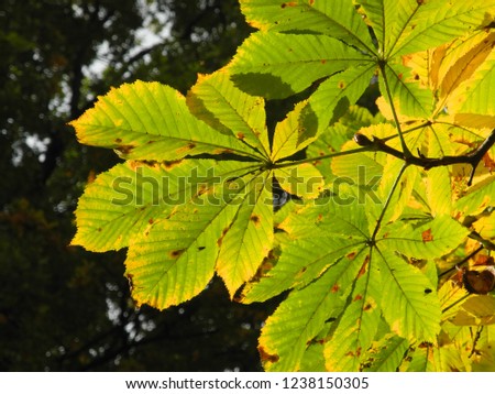 Leaves of the horse-chestnut in autumn
