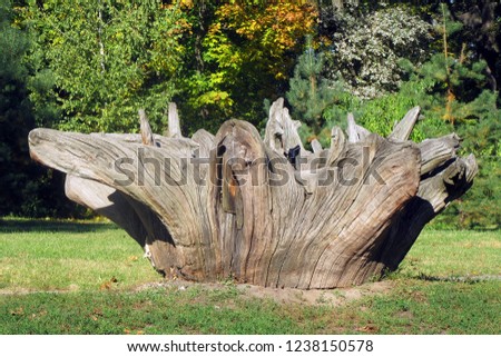 Old, huge, textured stump lying on a green lawn. Roots up. Sunny day.