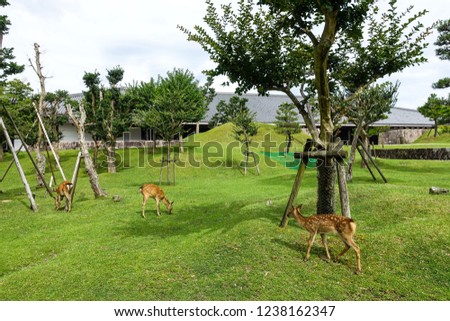 Deers are chilling on the grass near the trees in Miyajima island, Japan