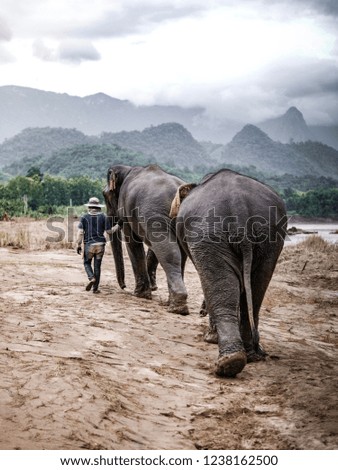 Close up of a grey Asian Elephant in the jungle Luang Prabang Laos