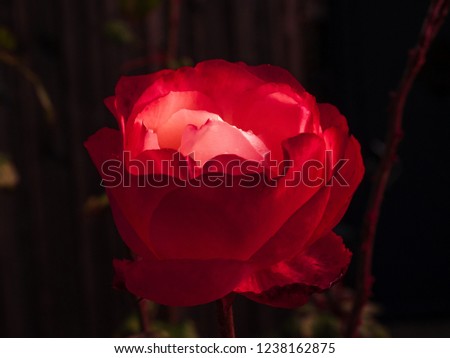 Red rose with true tear drop 