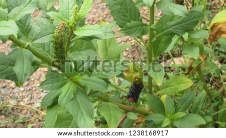 Ink weed Plant Picture