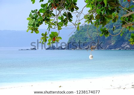 The branches of the tree are the backdrop of blue sky and sea.
