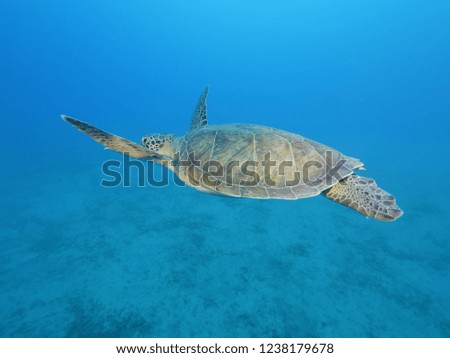 sea turtle underwater blue water swims