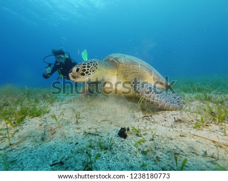 scuba diver watching a sea turtle underwater