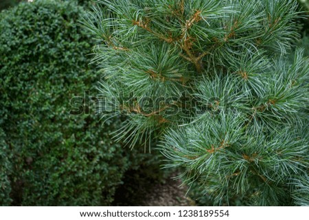 Close-up of original two-tone pine needles of Japanese pine Pinus parviflora Glauca in focus, and little blur green leaves boxwood Buxus sempervirens on background. Nature concept for design.