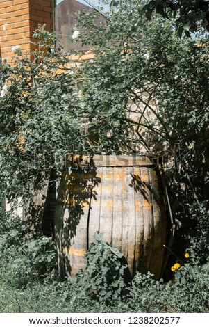 Vintage looking oak wine barrel on a sunny day, bushes of roses in the background