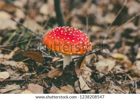 Amanita muscaria - mushroom. Red toadstool